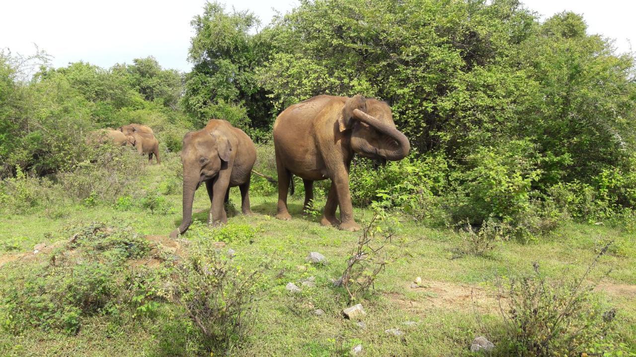 Tusker'S Paradise Safari Villa Udawalawe Exterior photo